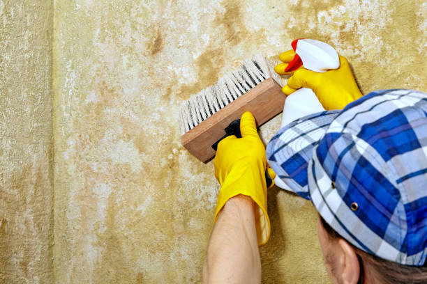 Best Mold Damage Restoration  in Winsted, CT