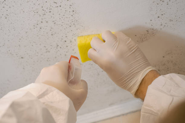 Best Mold Odor Removal Services  in Winsted, CT