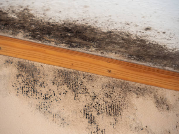 Best Air Quality Testing for Mold Spores  in Winsted, CT