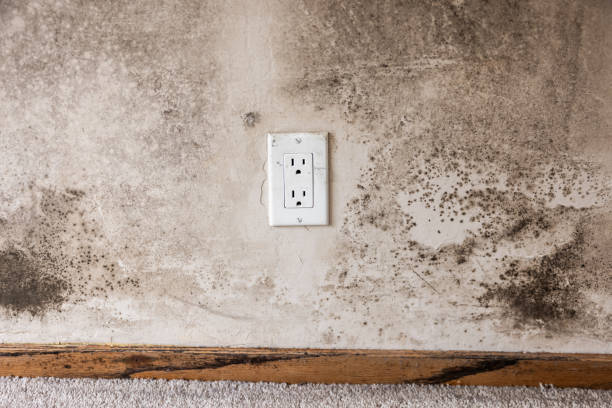 Best Residential Mold Inspection & Testing  in Winsted, CT