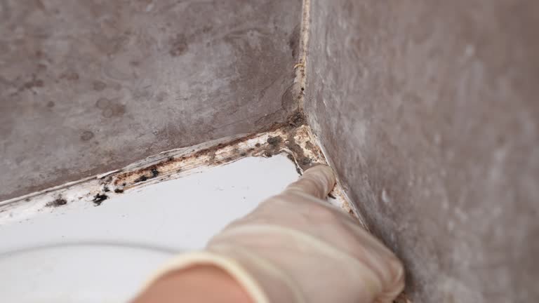 Winsted, CT Mold Removal Company