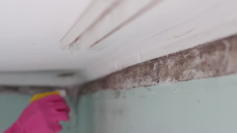 Best Commercial Mold Inspection  in Winsted, CT